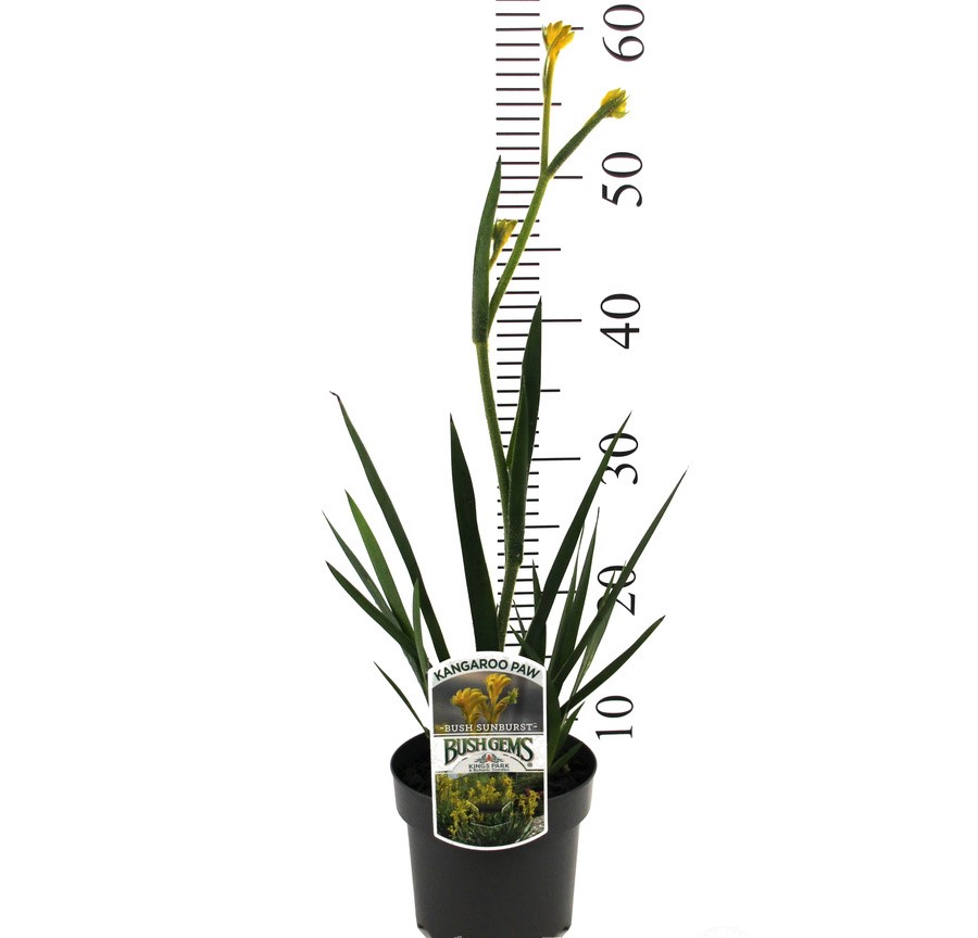Anigozanthos BUSH SUNBURST